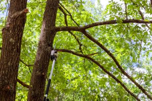 Summer home maintenance - trim overhanging branches